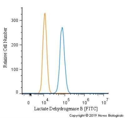 Flow Cytometry: Lactate Dehydrogenase B Antibody - BSA Free [NBP2-53421]
