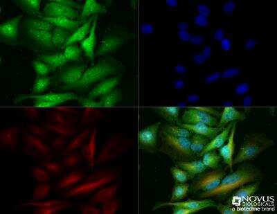 Immunocytochemistry/ Immunofluorescence: Lactate Dehydrogenase B Antibody - BSA Free [NBP2-53421]