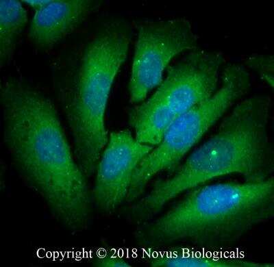 Immunocytochemistry/ Immunofluorescence: Lactate Dehydrogenase B Antibody - BSA Free [NBP2-53421]