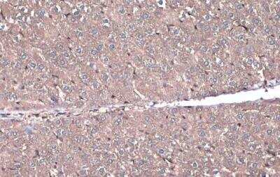 Immunohistochemistry-Paraffin: Lactate Dehydrogenase B Antibody [NBP1-31945]