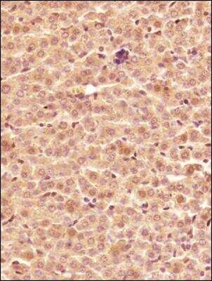 Immunohistochemistry-Paraffin: Lactate Dehydrogenase B Antibody - BSA Free [NBP2-53421]