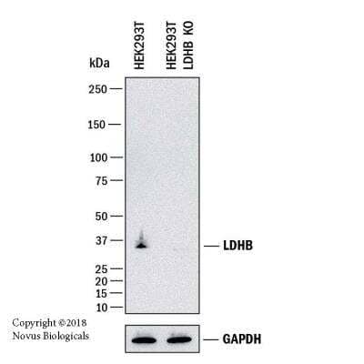 Knockout Validated: Lactate Dehydrogenase B Antibody - BSA Free [NBP2-53421]