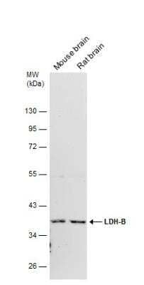Western Blot: Lactate Dehydrogenase B Antibody [NBP1-31945]