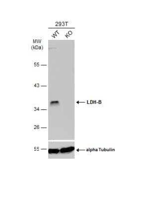 Knockout Validated: Lactate Dehydrogenase B Antibody [NBP1-31945]