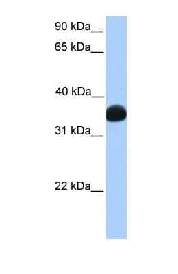 Western Blot: Lactate Dehydrogenase B Antibody [NBP1-55415]