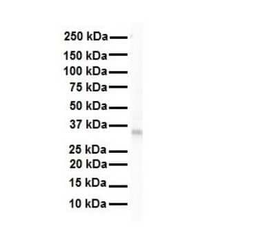 Western Blot: Lactate Dehydrogenase B Antibody [NBP1-55415]