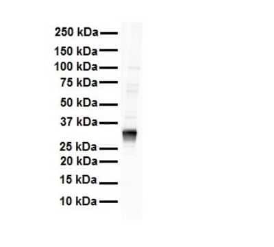 Western Blot: Lactate Dehydrogenase B Antibody [NBP1-55415]