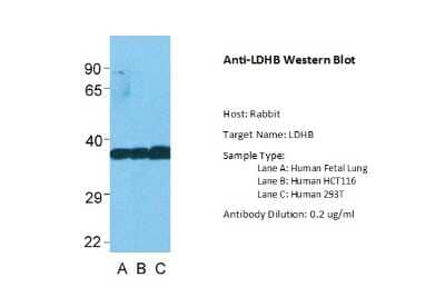 Western Blot: Lactate Dehydrogenase B Antibody [NBP1-55415]