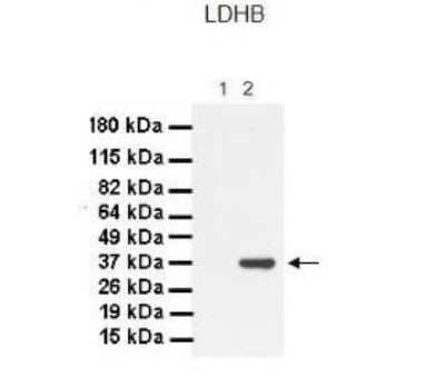 Western Blot: Lactate Dehydrogenase B Antibody [NBP1-55415]