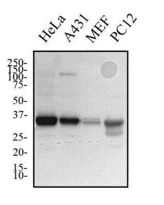 Western Blot: Lactate Dehydrogenase B AntibodyBSA Free [NBP2-53421]