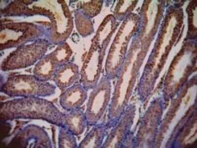 Immunohistochemistry-Paraffin: Lactate Dehydrogenase C Antibody [NB100-68160]