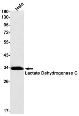 Western Blot: Lactate Dehydrogenase C Antibody (S04-9G2) [NBP3-19673]