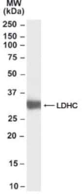 Western Blot: Lactate Dehydrogenase C Antibody [NB100-68159]