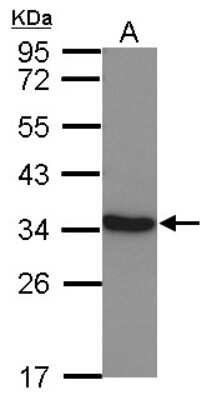 Western Blot: Lactate Dehydrogenase C Antibody [NBP2-19321]