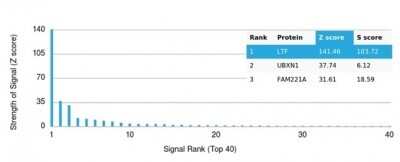 Protein Array: Lactoferrin Antibody (LTF/4082) - Azide and BSA Free [NBP3-14113]