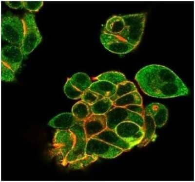 Immunocytochemistry/ Immunofluorescence: Lactoferrin Antibody (LTF/4082) [NBP3-13918]