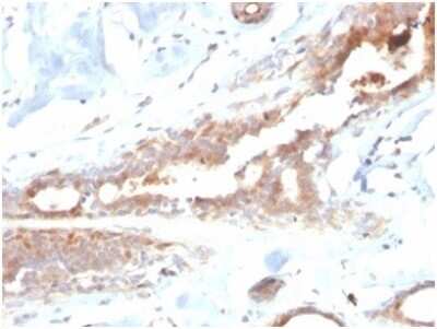 Immunohistochemistry-Paraffin: Lactoferrin Antibody (LTF/4082) [NBP3-13918]