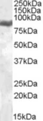 Western Blot: Lactoferrin Antibody [NBP1-05027]