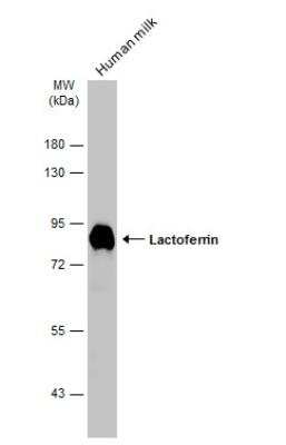 Western Blot: Lactoferrin Antibody [NBP2-19322]