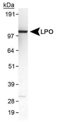 Western Blot: Lactoperoxidase AntibodyBSA Free [NB110-61572]