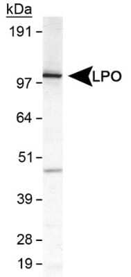 Western Blot: Lactoperoxidase AntibodyBSA Free [NB110-61574]