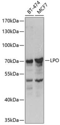 Western Blot: Lactoperoxidase AntibodyBSA Free [NBP3-03630]