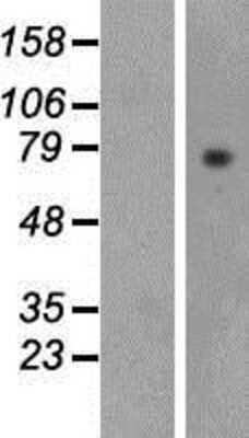 Western Blot: Lactoperoxidase Overexpression Lysate [NBP2-10430]