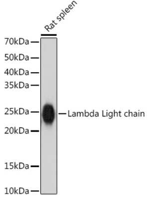 Western Blot: Lambda Light Chain Antibody (1R9H8) [NBP3-15947]