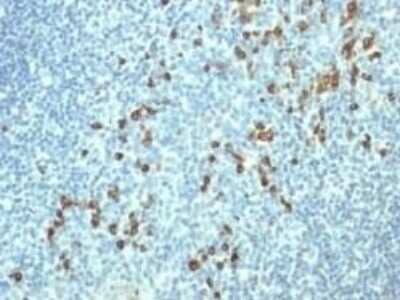 Immunohistochemistry-Paraffin: Lambda Light Chain Antibody (HP6054) - IHC-Prediluted [NBP2-45074]