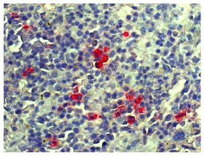 Immunohistochemistry-Paraffin: Lambda Light Chain Antibody - Azide and BSA Free [NB100-62139]