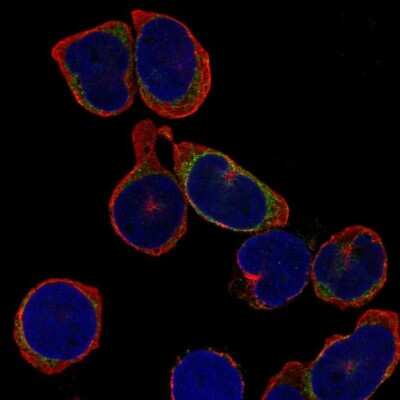 Immunocytochemistry/ Immunofluorescence: Lambda5/IGLL1 Antibody [NBP2-56135]