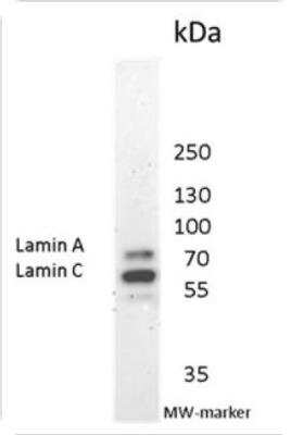 Western Blot: Lamin A + C Antibody (131C3)BSA Free [NBP1-97687]