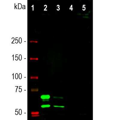 Western Blot: Lamin A + C Antibody (4C4) [NBP2-25151]