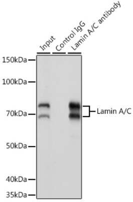Immunoprecipitation: Lamin A + C Antibody (4L8Q0) [NBP3-15754]