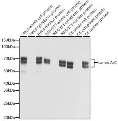 Western Blot: Lamin A + C Antibody (4L8Q0) [NBP3-15754]