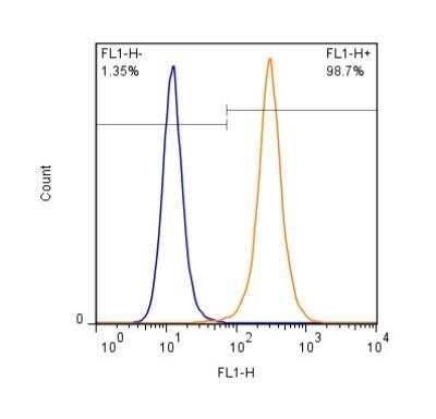 Flow (Intracellular): Lamin A + C Antibody [NB100-56649]
