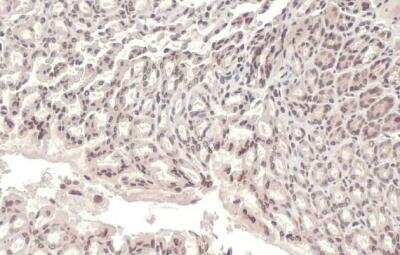 Immunohistochemistry-Paraffin: Lamin A + C Antibody [NBP2-19324]