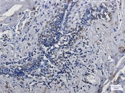 Immunohistochemistry-Paraffin: Lamin A + C Antibody (S06-7H5) [NBP3-19963]