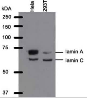 Western Blot: Lamin A + C Antibody (WL4G10)BSA Free [NBP2-59933]