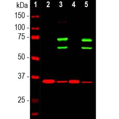 Western Blot: Lamin A + C Antibody [NBP2-25152]