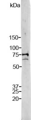 Western Blot: Lamin A + C Antibody [NBP2-25153]