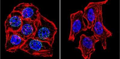 Immunocytochemistry/ Immunofluorescence: Lamin A + C Antibody (mab636) [NB100-74451]