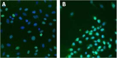 Immunocytochemistry/ Immunofluorescence: Lamin A + C Antibody (mab636) [NB100-74451]