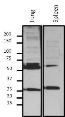 Western Blot: Lamin A + C Antibody (mab636) [NB100-74451]