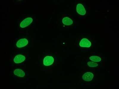 Immunocytochemistry/ Immunofluorescence: Lamin A + C Antibody (133A2) [NBP1-97688]