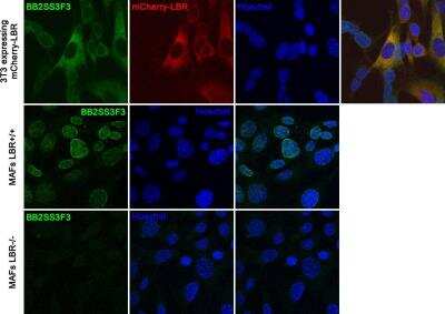 Immunocytochemistry/ Immunofluorescence: Lamin B Receptor Antibody (BB2SS3F3) [NBP2-59947]