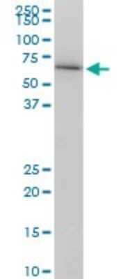 Western Blot: Lamin B1 Antibody (4B10) [H00004001-M01]