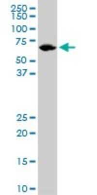 Western Blot: Lamin B1 Antibody (4B10) [H00004001-M01]