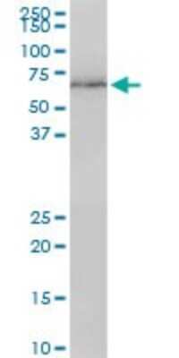 Western Blot: Lamin B1 Antibody (4B10) [H00004001-M01]