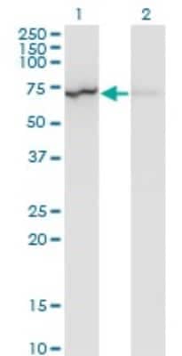 Western Blot: Lamin B1 Antibody (4B10) [H00004001-M01]